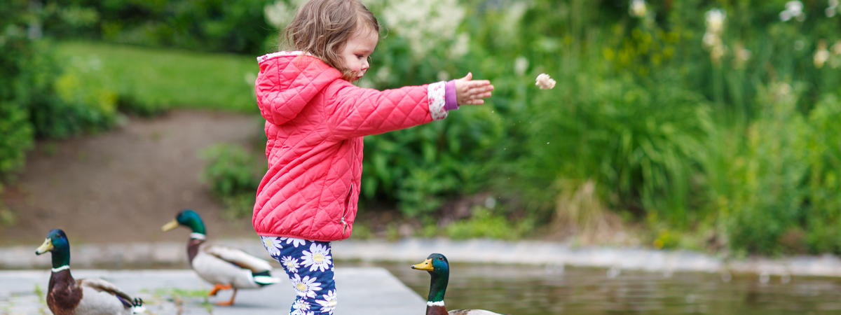 Adorable little girl feeding ducks at summer