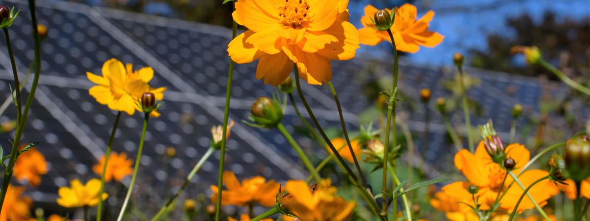 Sustainability in action with cosmos flowers and solar panels coexisting in a pollinator garden on a sunny fall day.