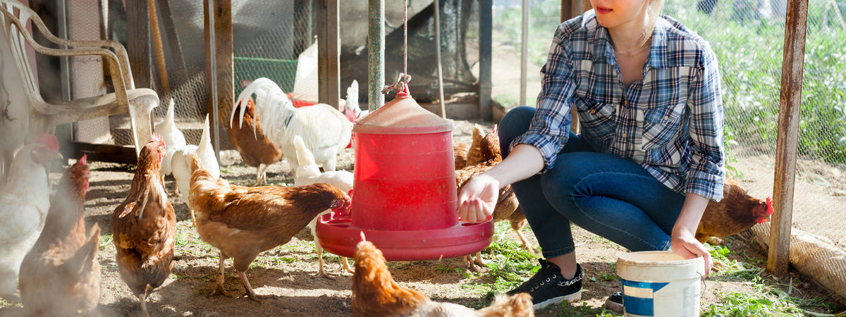 Young woman farmer caring for poultry