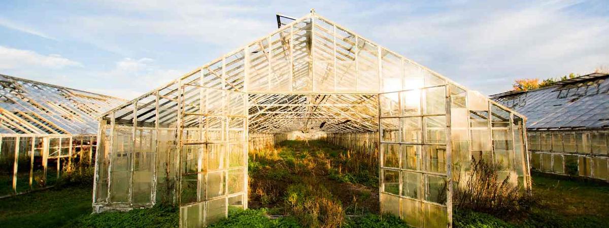 old-greenhouse-solar-panels-heat-greenhouse.jpg