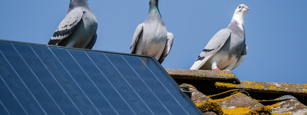 Three beautiful carrier pigeons flirt on the ridge of the roof with solar panels